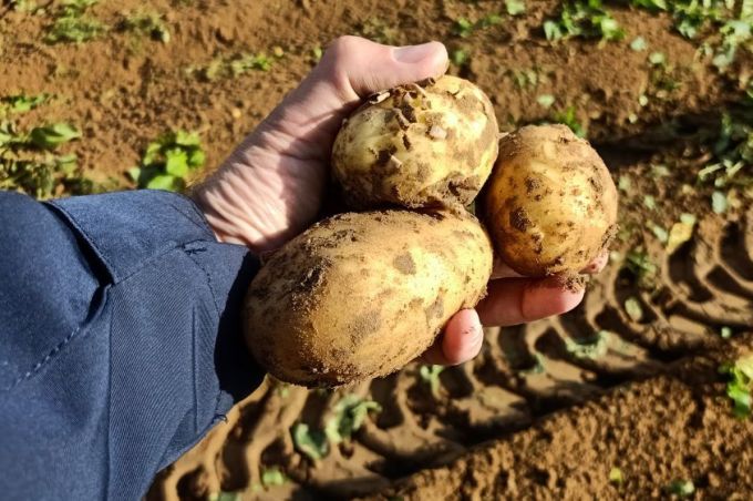 Северяне будут с картошкой. Аграрии Ямала готовы сеять и собирать