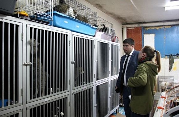 Прокуратура выявила нарушения при отлове безнадзорных животных в ЯНАО