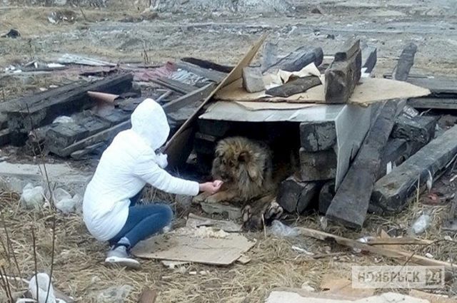Продолжение истории о несчастной собаке Ноябрьска