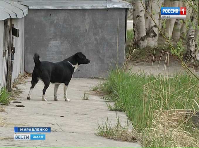 В Муравленко хозяев четвероногих рублем учат правильно гулять с питомцами
