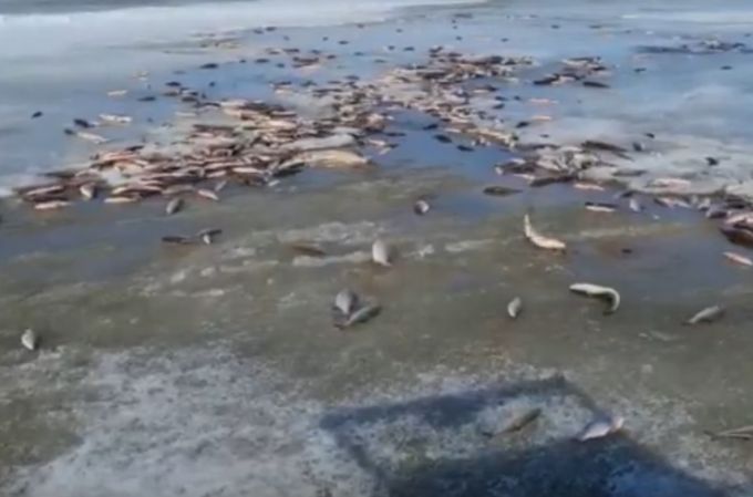 В ямальской реке зафиксирован массовый мор рыбы