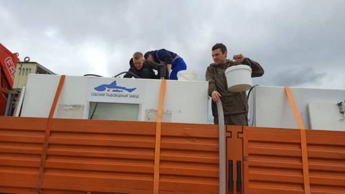 Муксуна прибыло: рыбоводы из Харпа выпустили в Обь новую партию мальков