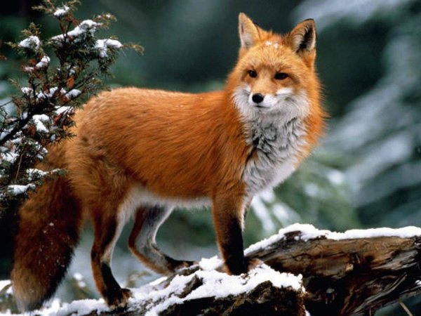 Ямальские морозы заставляют лис искать пропитание у людей
