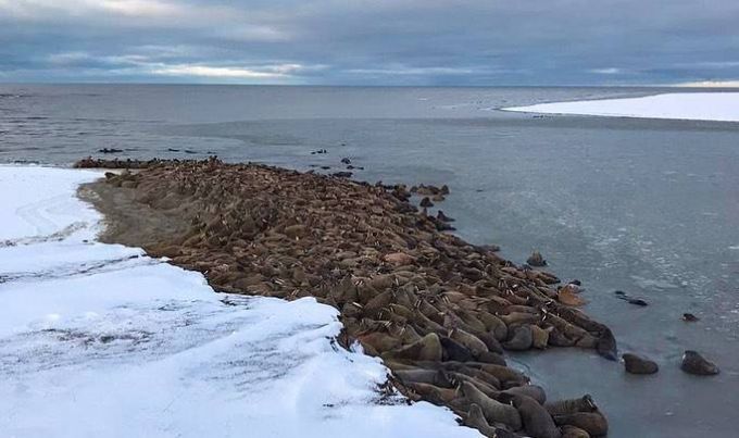 Тысячи моржей вновь облюбовали ямальское лежбище