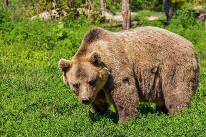 На Ямале медведи выходят из леса на запах мусора