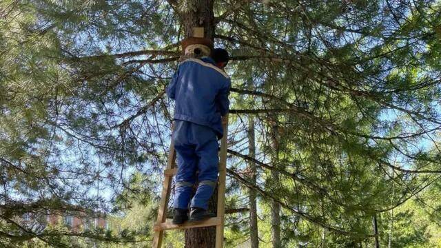 В Тарко-Сале общественники и строители делают домики для белок