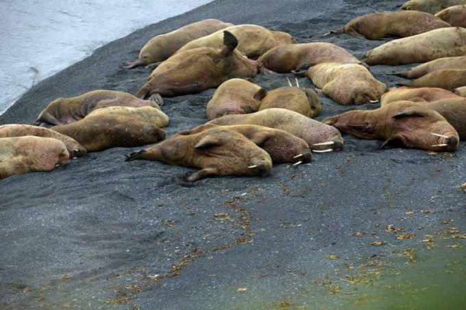 Ученые выясняют, что беспокоит моржей по соседству с Ямалом