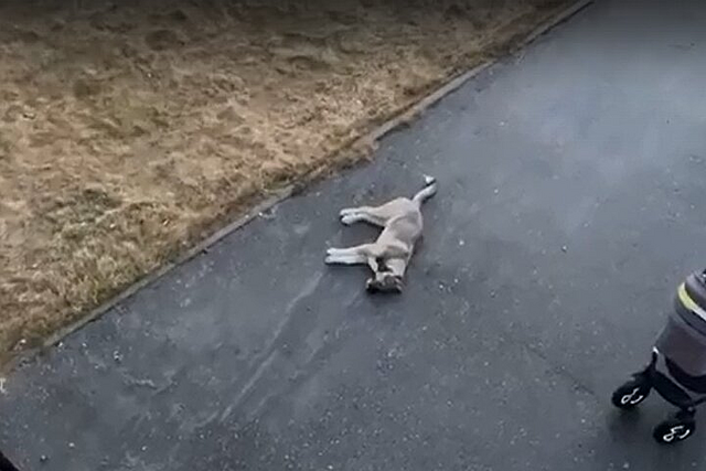 В Новом Уренгое осудят живодёра, выбросившего собаку из окна