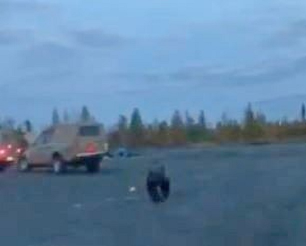 На Ямале инкассаторы чуть не стали добычей для медведя