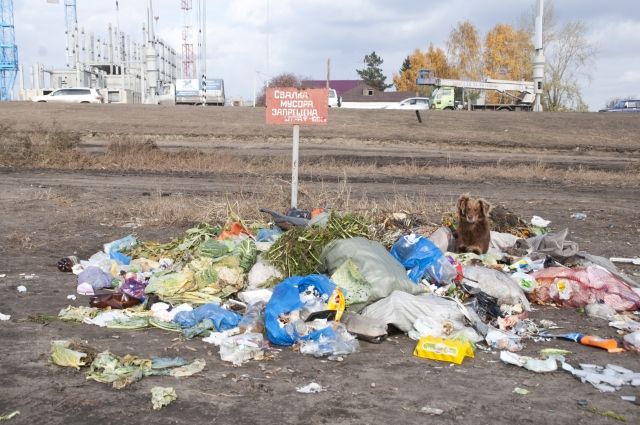 На Ямале рядом с жилыми домами обнаружили тушки мертвых птиц