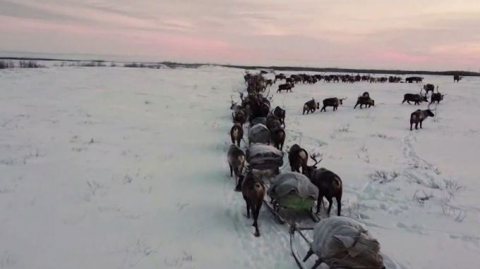 В Приуральском районе стадо оленей провалилось под лед и утонуло