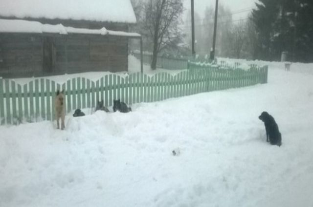 Жительница Лабытнанги предлагает создать приют для собак
