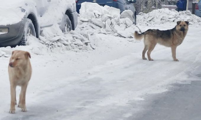 Кто ответит за кусачую собаку, разъяснил ямальский юрист