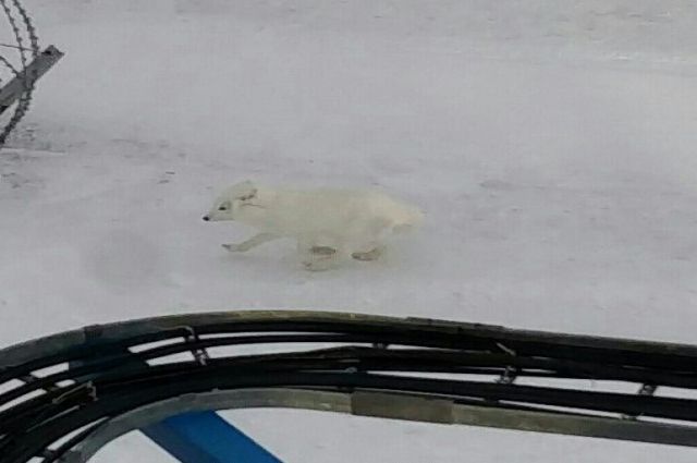 Песцы ходят обедать в аэропорт Бованенково