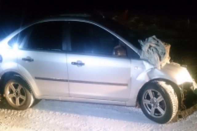 Глубокой ночью в Лабытнангах Форд сбил двух оленей
