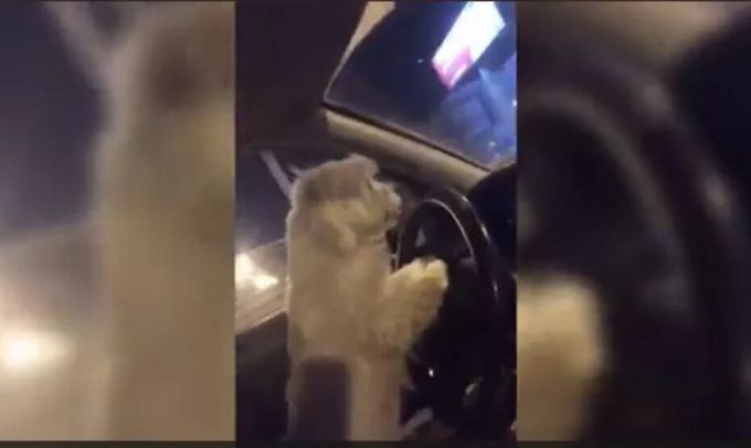 Женщина дала порулить собаке, пока снимала видео